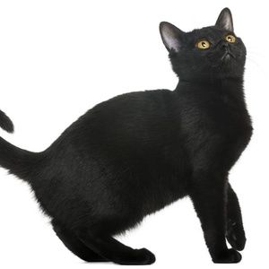 Meet your Posher, Arcanna